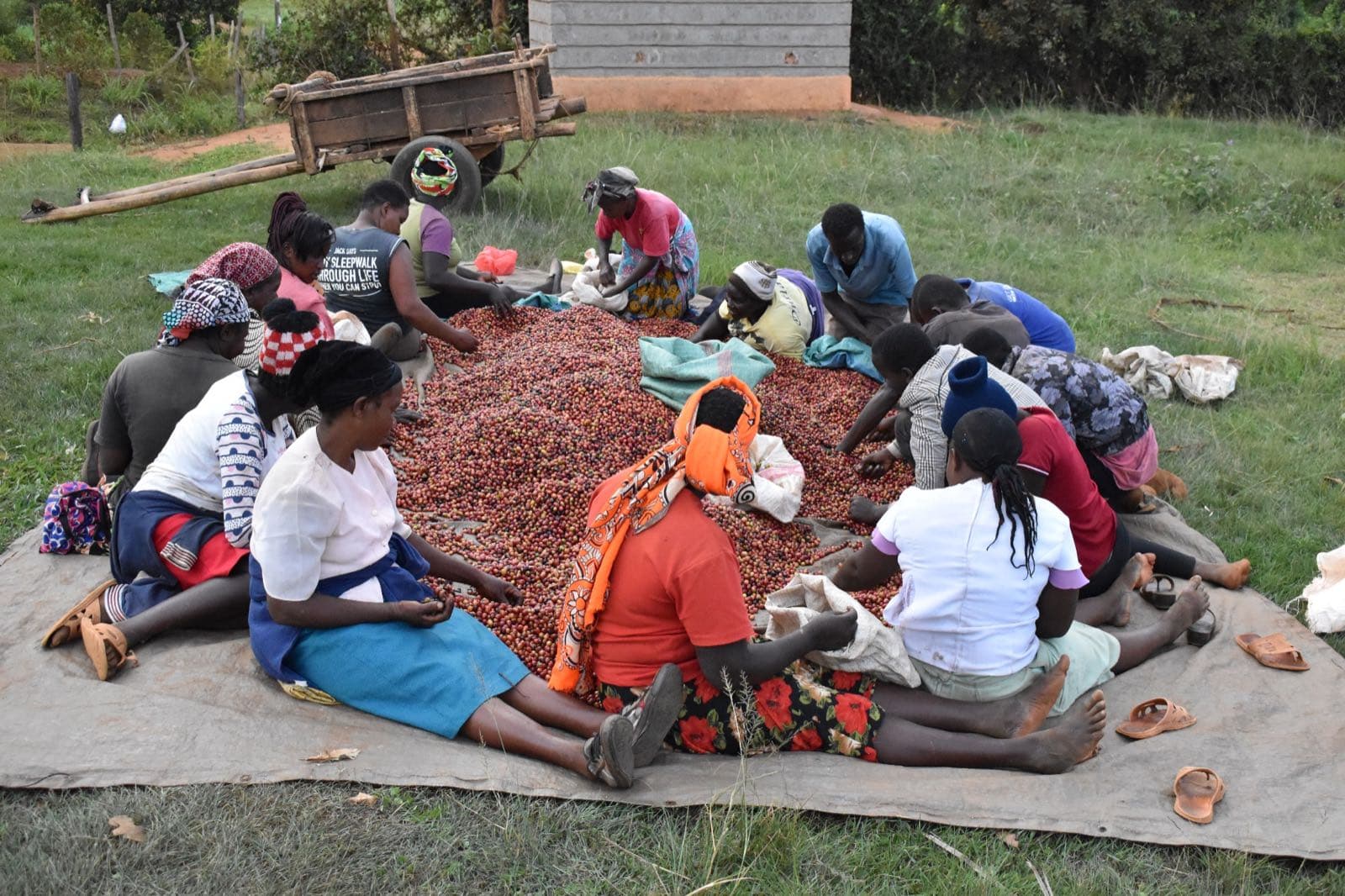 Farmers sorting coffee cherries in Embu